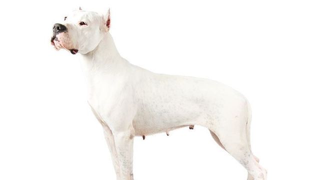 Cachorro mais caro do mundo - filhote de luxo chegou a preço milionário