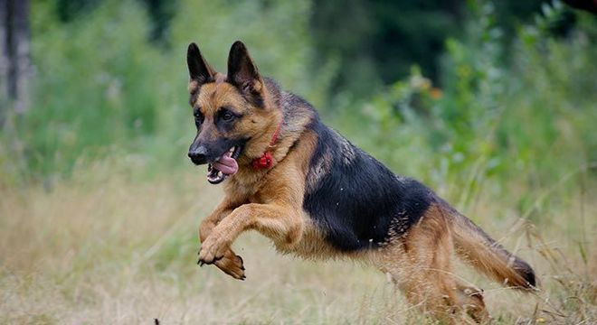 Cachorro mais caro do mundo - filhote de luxo chegou a preço milionário