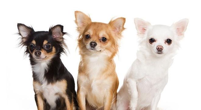 Cachorro mais caro do mundo - filhote de luxo chegou a preço milionário