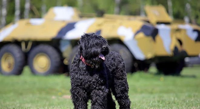 Cachorro mais caro do mundo - filhote de luxo chegou a preço milionário