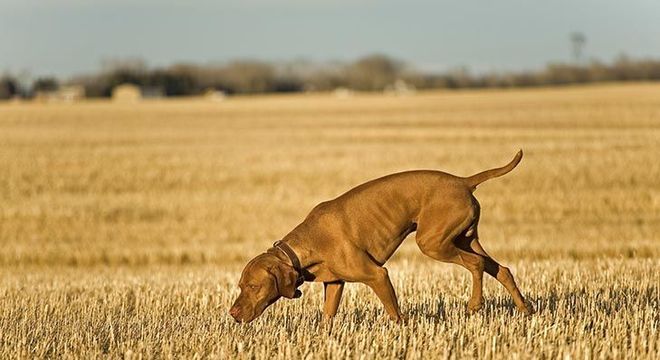 Cachorro mais caro do mundo - filhote de luxo chegou a preço milionário