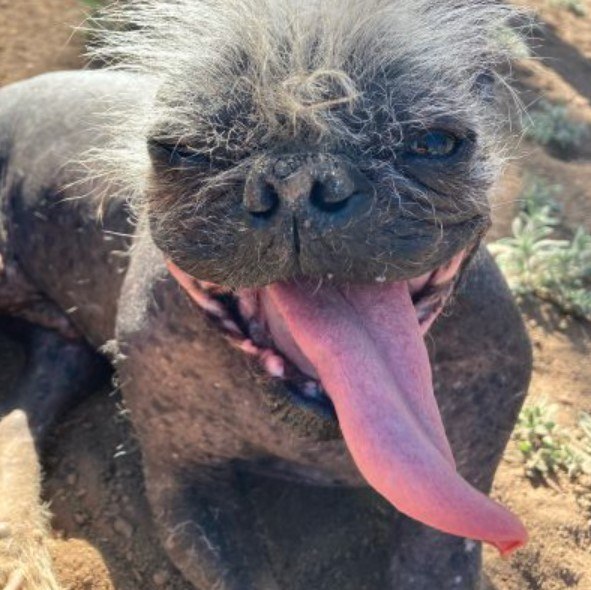 Cachorro idoso e feliz é eleito o 'mais feio do mundo' - Fotos - R7 Hora 7