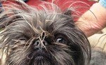 Completa o pódio Monkey (Macaco), uma cachorra resgatada de uma casa ocupada por acumuladores. Com 12 anos, os donos a descrevem como 'incrivelmente amigável' e ' muito gentil e paciente com todas as crianças'