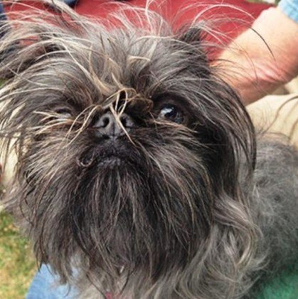 Completa o pódio Monkey (Macaco), uma cachorra resgatada de uma casa ocupada por acumuladores. Com 12 anos, os donos a descrevem como 