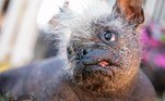 Não são muitas pessoas que conhecem a Feira Agrícola Sonoma-Marin, na Califórnia. Mas muita gente sabe da existência o principal concurso deles: o que elege o cachorro mais feio do mundo. Em 2022, um cachorro chamado Mr. Happy (Sr. Feliz) venceu com todos os méritos!