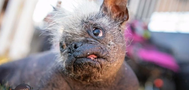 Cachorro idoso e feliz é eleito o 'mais feio do mundo' - Fotos - R7 Hora 7