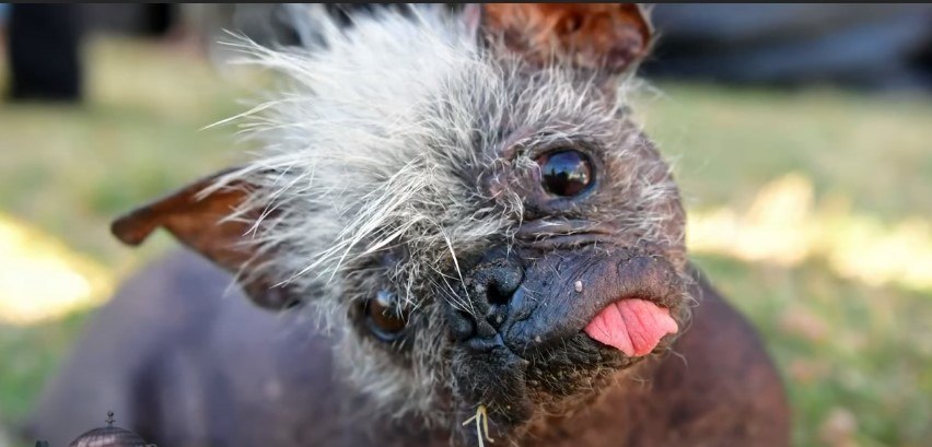 Cachorro idoso e feliz é eleito o 'mais feio do mundo' - Fotos - R7 Hora 7