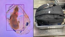 Seguranças encontram cachorro dentro de mala em aeroporto após checagem de raio-X