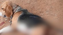 Cadela é morta a facadas após invadir quintal de vizinho em MG