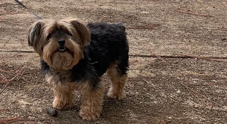 Cachorro foi morto após ataque de cão maior, na Asa Sul, nesta terça-feira (19) 

