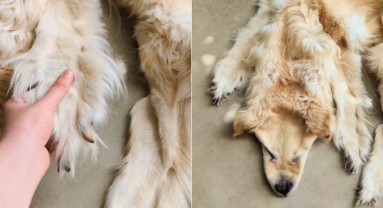 Cachorro de estimação morto acabou transformado em tapete na Austrália