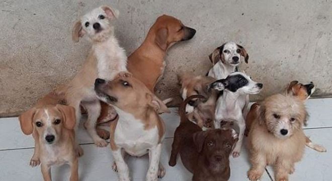 Cães resgatados no abrigo Au Family