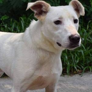 Cachorro para adoção na Cosap