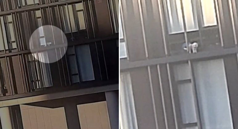Cãozinho foi flagrado no parapeito de prédio em Sidney, na Austrália