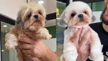 Do lixo ao luxo: antes e depois de cachorro viraliza nas redes sociais