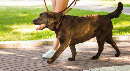 Cachorro passeando em praça