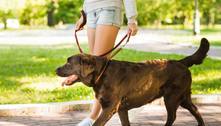 Cuidado! Saiba as doenças que os cachorros podem contrair em parques e como evitá-las