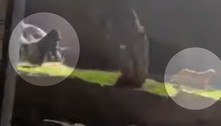 Cachorro é perseguido por gorila após invadir recinto dos primatas em zoológico