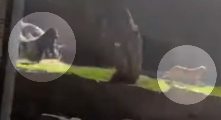 Cachorro foi perseguido por gorila após invadir recinto dos primatas em zoológico