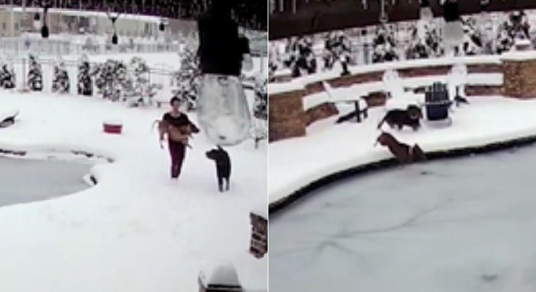 Cachorro caiu em uma piscina congelada, onde ficou mais de 1 minuto sob o gelo