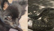 Cãozinho é agarrado por serpente gigantesca durante passeio e é salvo da morte por tutora
