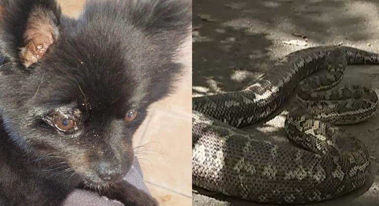Animal escapou por pouco de ser devorado por cobra gigantesca