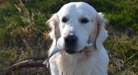 Cachorro pode comer peixe?