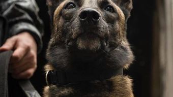Police dogs help seize 143 kg of drugs in the community in the north of São Paulo – News