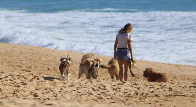 Município será o primeiro do estado de SP que terá praia que aceita estes animais