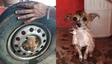 Cãozinho é resgatado após ficar preso em roda de carro em MG  