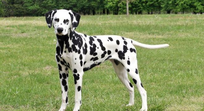 Cachorro preto e branco - 7 raças encontradas na combinação das cores