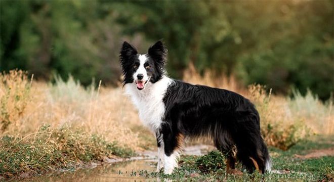 Cachorro preto e branco - 7 raças encontradas na combinação das cores