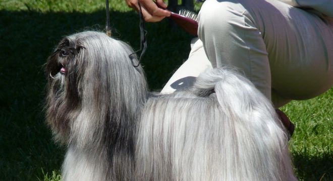 Cachorro preto e branco - 7 raças encontradas na combinação das cores