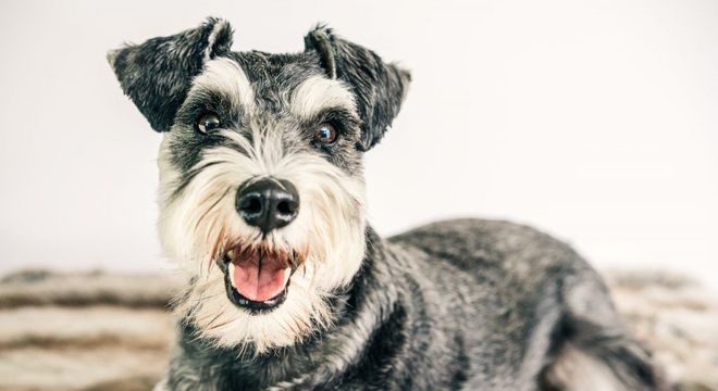 Cachorro preto e branco - 7 raças encontradas na combinação das cores