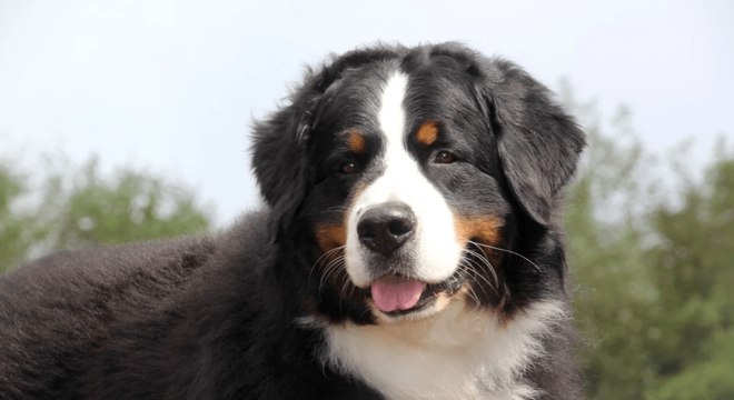 Cachorro preto e branco - 7 raças encontradas na combinação das cores