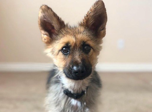 Conheça Commander, novo cachorro pastor alemão de Joe Biden