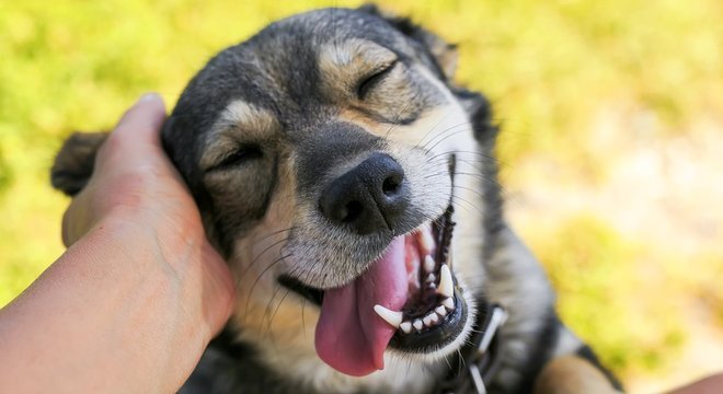 A escolha de possuir e cuidar de um cão depende parcialmente do arranjo genético, concluiram os pesquisadores