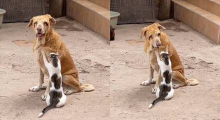 Cachorro recebendo carinho de um amigo felino