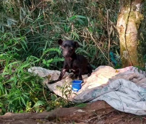 “Ele estava em um barranco, em cima de um cobertor velho. Pensei que fosse um filhote porque era muito pequeno e não conseguia ficar sentado, estava extremamente fraco”, conta Michel Bernardi, de 38 anos