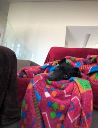 Já recuperado, o pequeno ganhou o nome de Pedal. O lar temporário com os ciclistas virou lar definitivo