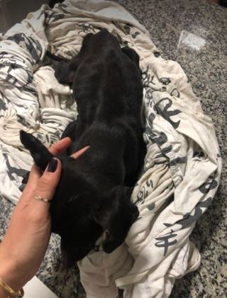 Os exames apontaram desidratação, anemia, infecção e verminoses 