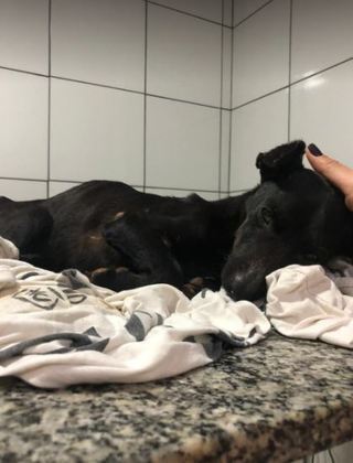 O grupo foi direto para uma clínica veterinária de plantão