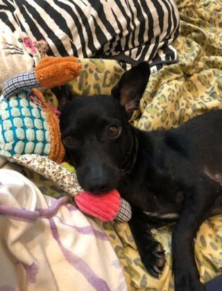 “Segundo a veterinária, as fezes tinham pedaços de pano e plástico. Era disso que ele estava se alimentando”