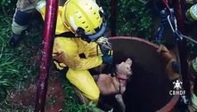 Vídeo: cão é resgatado de cisterna de 8 m por bombeiros no DF