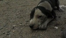Filhote de cachorro é resgatado de ruínas de casa após incêndio nos EUA; assista ao vídeo