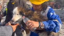Cachorro é resgatado na Turquia 23 dias após terremoto