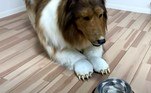 Toco afirma que o traje caríssimo de um cão da raça collie é a realização de ser um animal. Mas não revela publicamente a identidade humana, em parte por temer que os amigos mais próximos achem o hobby dele 'estranho'LEIA MAIS: Da Primeira Guerra ao tráfico de tabaco: confira naufrágios famosos que podem ser visitados