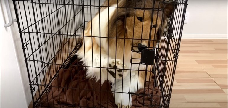 Este &eacute; Toco, um sujeito que vive uma vida dupla. No dia a dia, ele provavelmente &eacute; um sujeito comum, mas no YouTube assume a personalidade de um cachorro, ap&oacute;s gastar 2 milh&otilde;es de ienes (cerca de R$ 75 mil, no c&acirc;mbio atual) em uma fantasia realista de cachorro