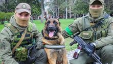 Cão do Exército russo é adotado por tropas da Ucrânia e aprende a receber ordens em novo idioma