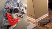 Cachorro salva família de ataque de jacaré: 'Uma experiência e tanto'